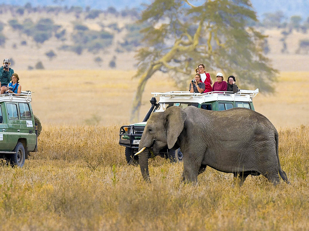 NDD tanzania example11