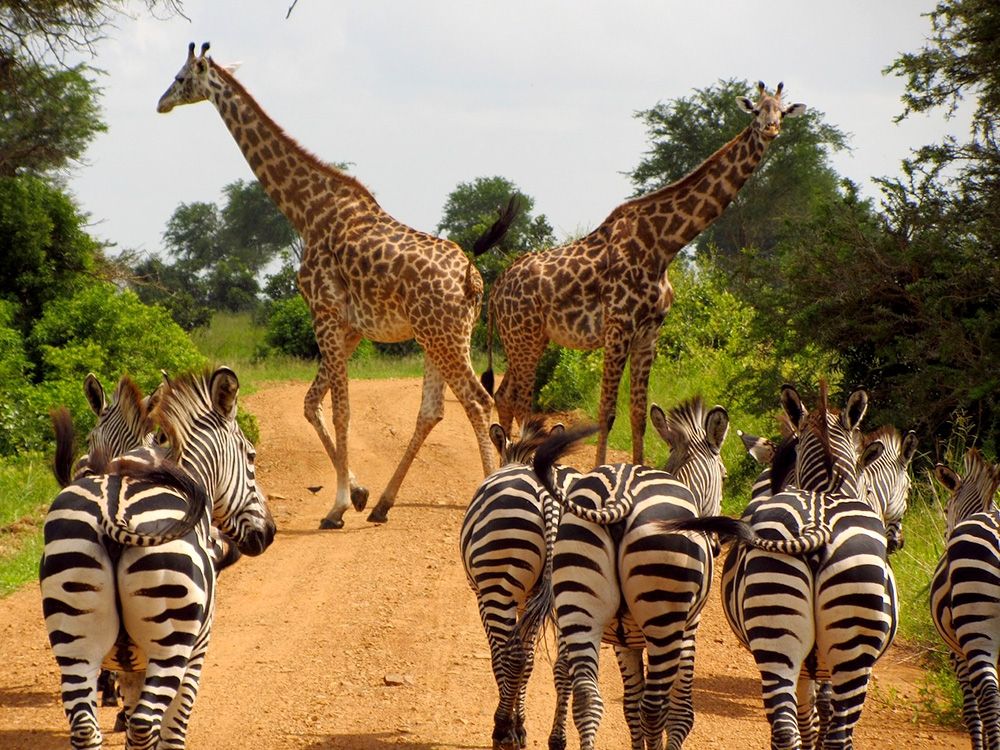 NDD tanzania example011